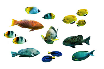 Collection set photo of colorful tropical fishes isolated on white or transparent background, png