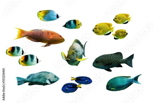 Canvas-taulu Collection set of tropical fishes isolated on transparent background
