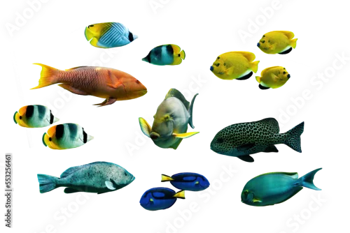 Panel kuchenny z motywem Collection set photo of colorful tropical fishes isolated on white or transparent background, png