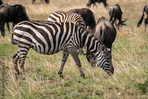 Fototapeta Naklejka Na Ścianę i Meble -  Zebra in the grass nature habitat, National Park of Tanzania. Wildlife scene from nature, Africa
