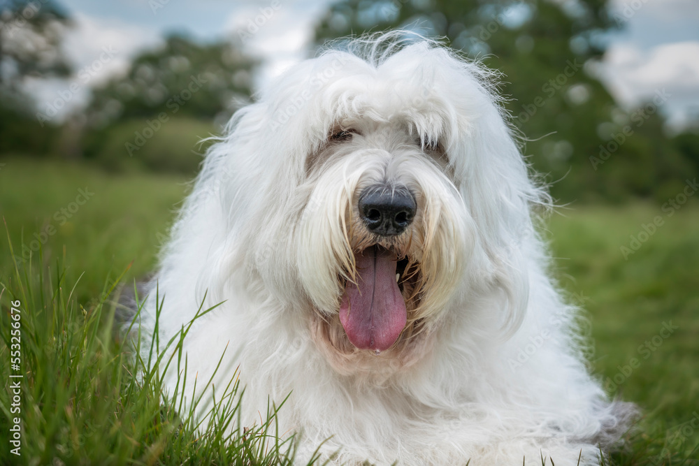 Old English Sheepdog laying in the grass close up with blue and cloud sky