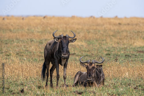 Wildebeest in Serengeti national park Tanzania during dry season