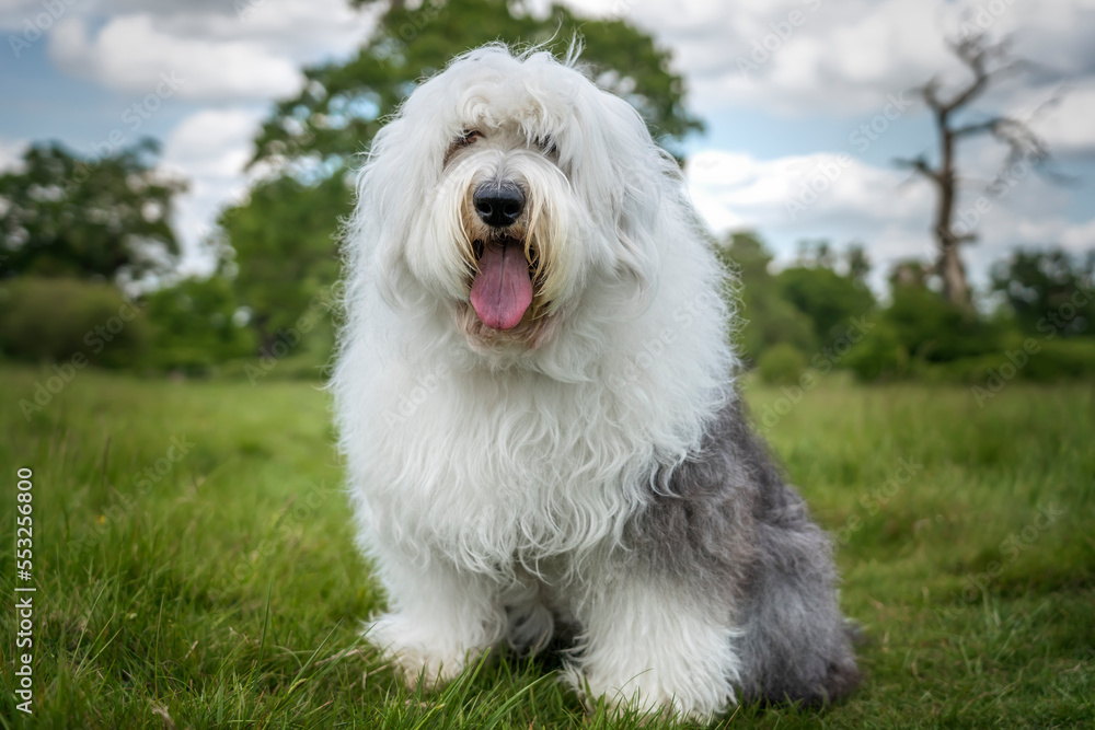 Old English Sheepdog sitting in a field looking at the camera Old English Sheepdog sitting in a field looking at the camera