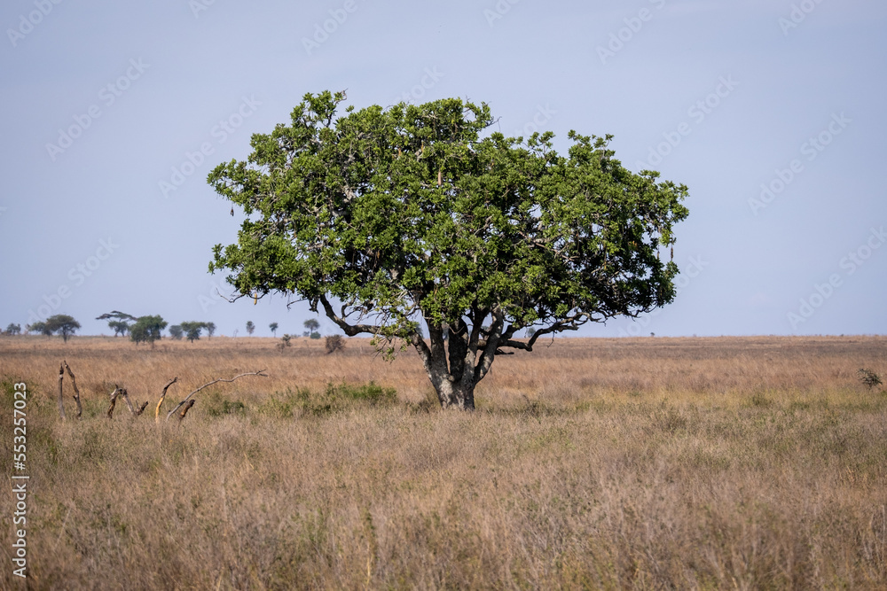 Obraz premium Solo tree in Serengeti national park 