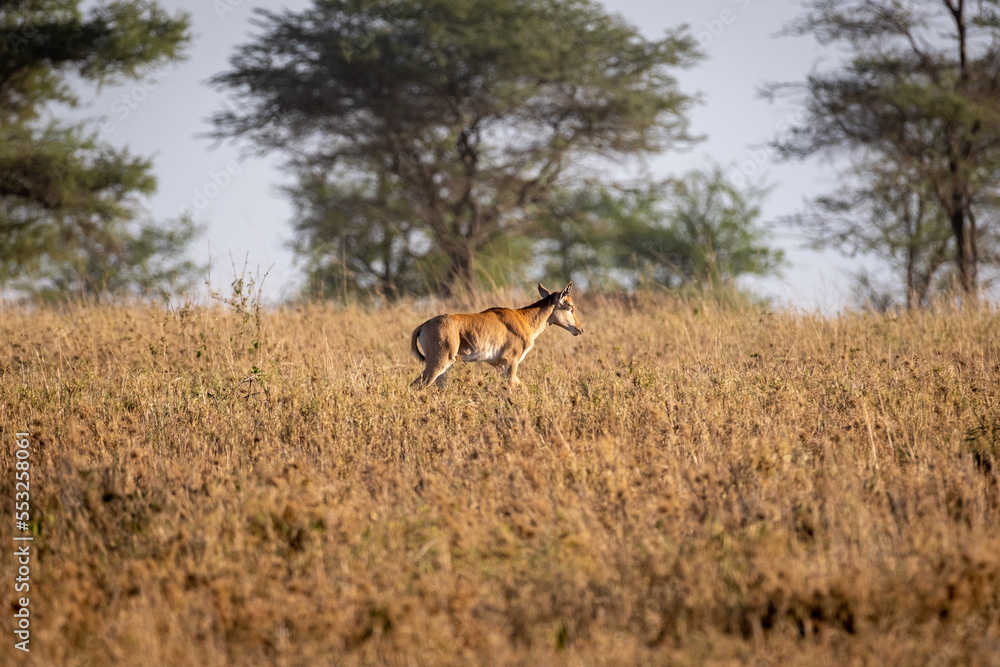 Young calf of a rare tsessebe antelope Damaliscus lunatus in natural habitat, South Africa Young calf of a rare tsessebe antelope Damaliscus lunatus in natural habitat, South Africa