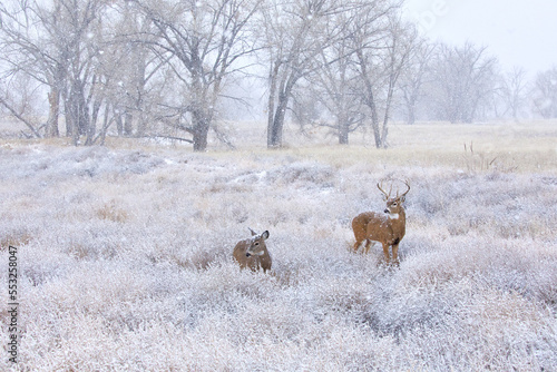Whitetail Deer Buck and Doe Together in Winter Wonderland of Falling Snow photo