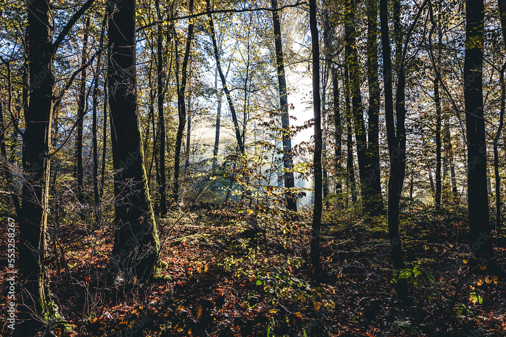 Fototapeta premium Herbststimmung im Zabergäu