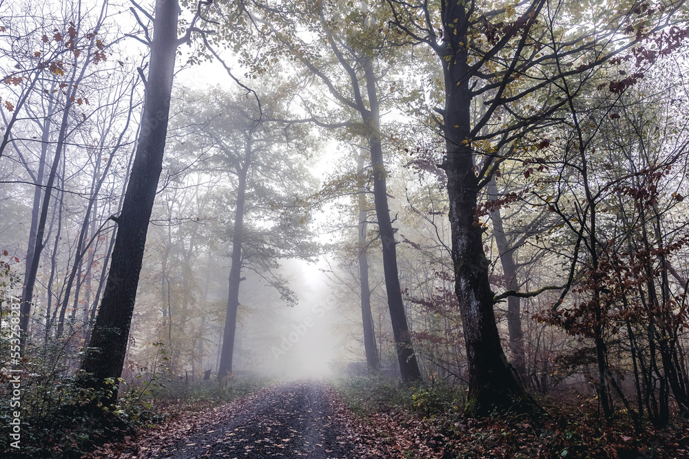 Naklejka premium Morgennebel im Wald