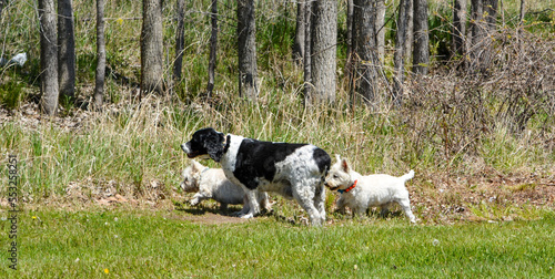 Obraz na płótnie In Memoriam 2022, Sophia & Jasper w salonie