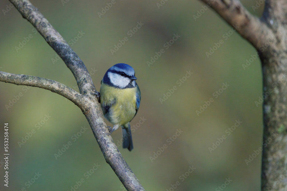 Naklejka premium Blut Tit