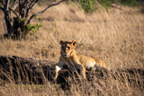 Lion cubs in Tanzania National park. Africa lions