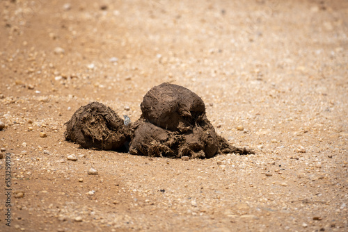 Close up of Elephant poop. Animal feces. Tanzania, Africa