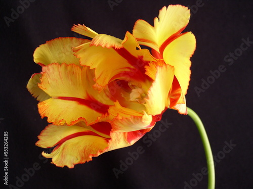 Parrot Tulip 1