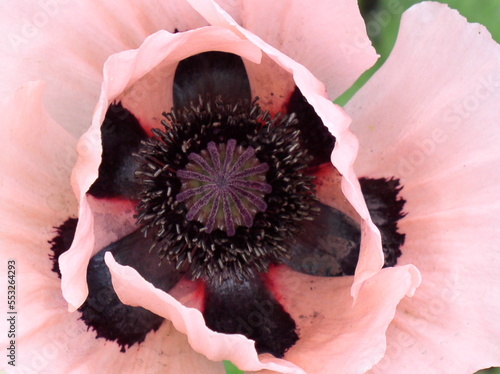 Macro Poppy