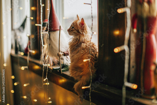 ginger kitten on the window with Christmas lights
