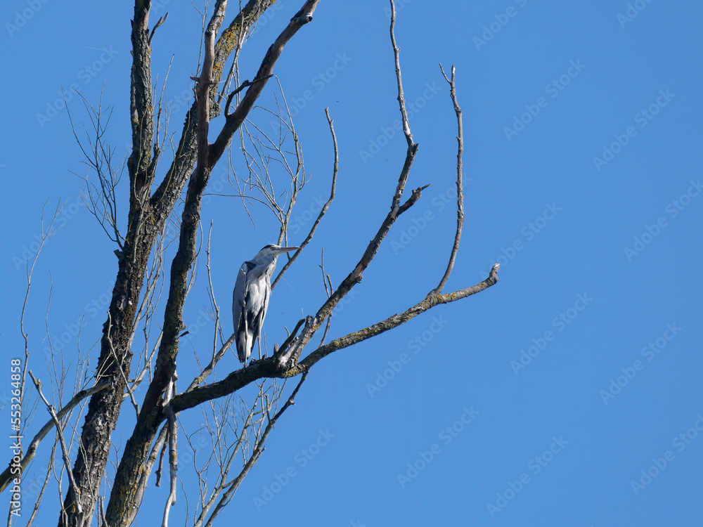 Gray heron standing on a branch with a blue sky in the background at Kopacki rit, Croatia Gray heron standing on a branch with a blue sky in the background at Kopacki rit, Croatia