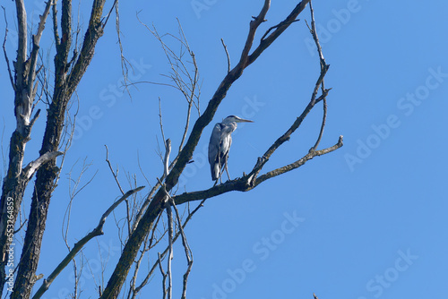 Gray heron standing on a branch with a blue sky in the background at Kopacki rit  Croatia