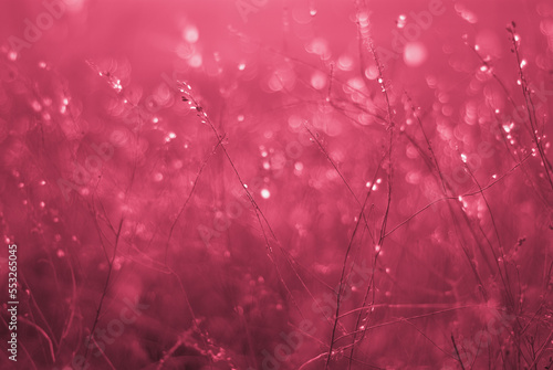 Dry blades of grass, bokeh blur. In backlight. Viva Magenta, Pantone Color of the year 2023