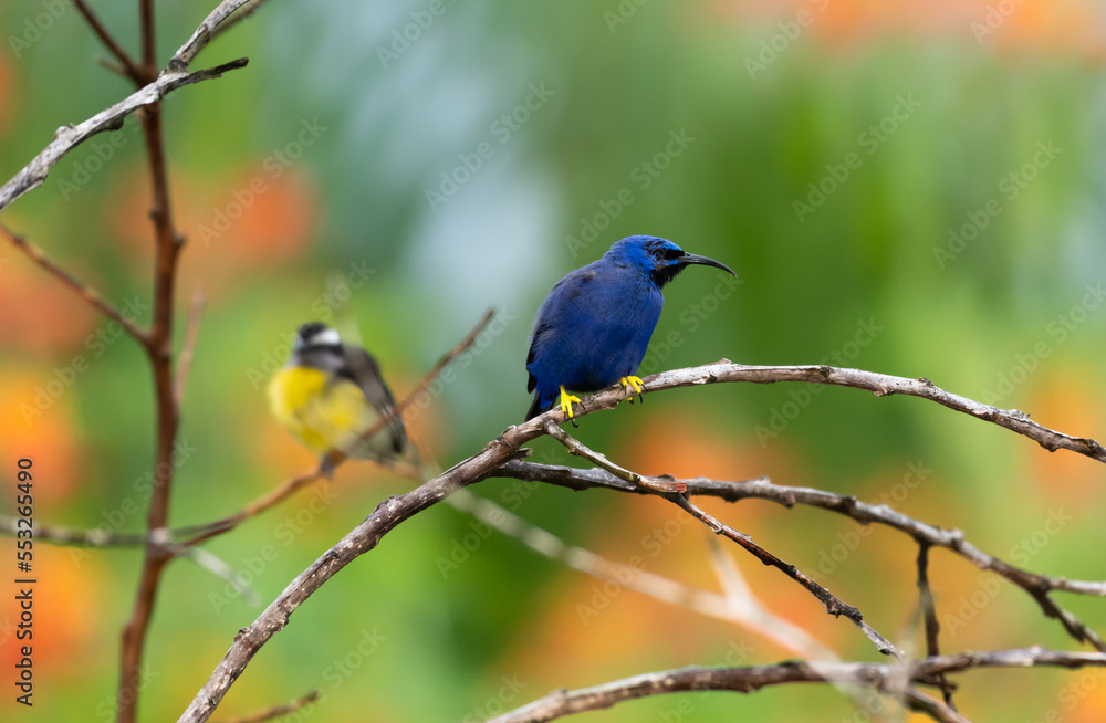Purple Honeycreeper bird perched on dry branches in a garden with a Bananaquit blurred in the background