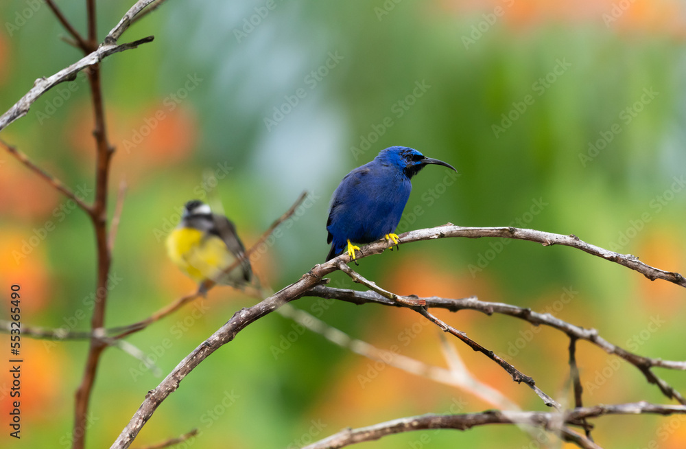 Purple Honeycreeper bird perched on dry branches in a garden with a Bananaquit blurred in the background Purple Honeycreeper bird perched on dry branches in a garden with a Bananaquit blurred in the background