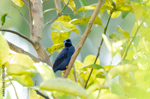 Tropical Purple Honeycreeper bird perched in a citrus tree in the Caribbean. © Chelsea Sampson