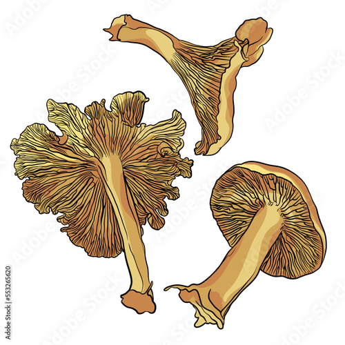 Isolated vector illustration set mushrooms chanterelles on white background.