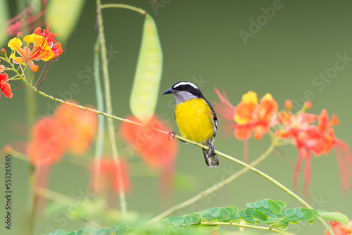 Small yellow bird, Bananaquit, perched on branch with flowers blurred in the background. photo