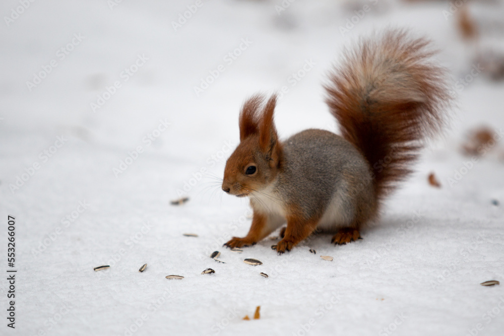 Wild forest squirrel in nature. Wild forest squirrel in nature.