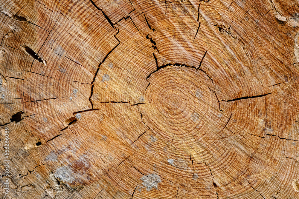 Fototapeta premium Old sawed-off tree trunk in forest with cracks