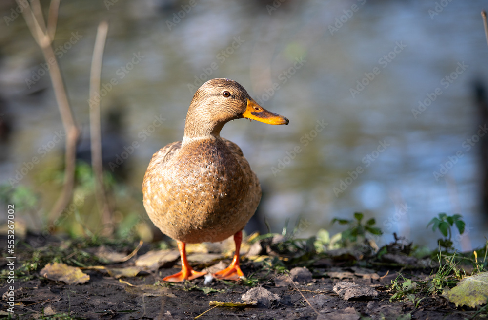 Wild duck in natural nature. Wild duck in natural nature.