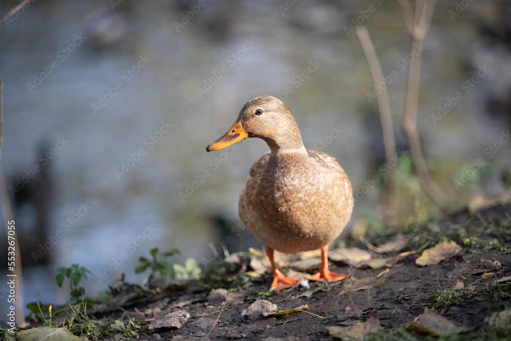 Wild duck in natural nature. Wild duck in natural nature.