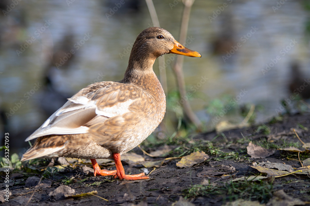 Wild duck in natural nature. Wild duck in natural nature.