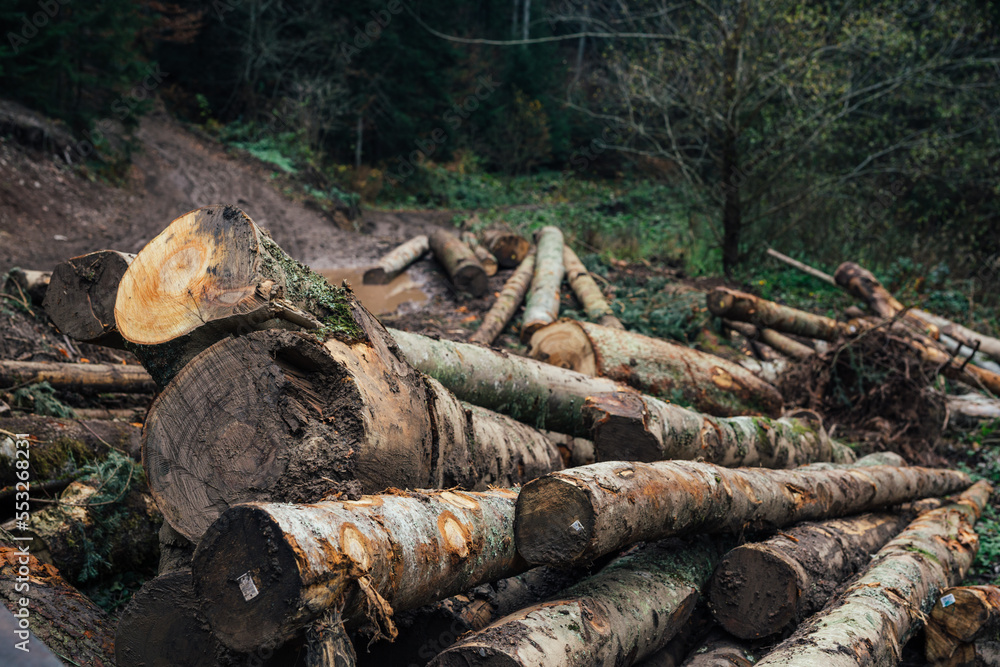 A pile of wood in the wilderness A pile of wood in the wilderness