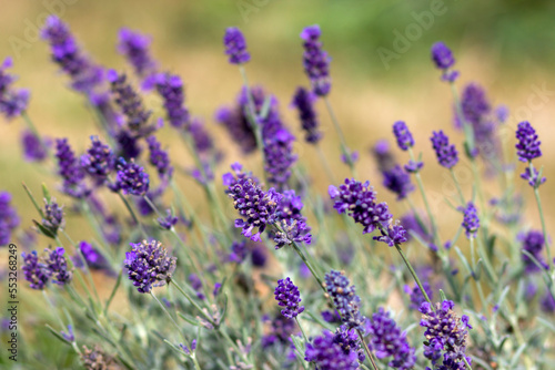lavender flowers in a garden natural summer background