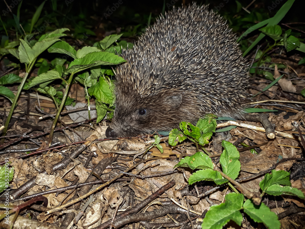 Naklejka premium Close-up shot of the adult European hedgehog (Erinaceus europaeus) with focus on face and nose at night