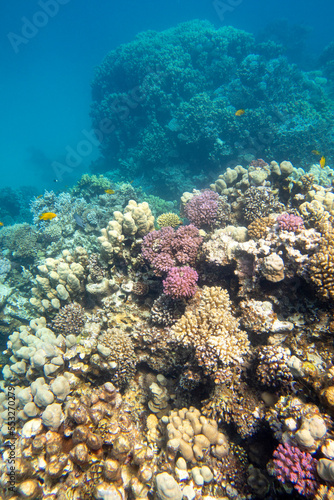 Colorful, picturesque coral reef at bottom of tropical sea, hard corals, underwater landscape