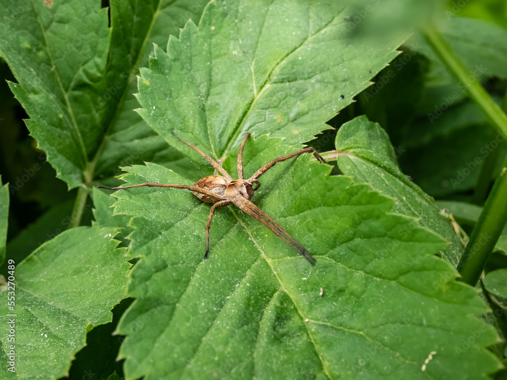Brown Nursery web spider (Pisaura mirabilis) with long legs and slender abdomen on a green plant in the sunlight in summer Brown Nursery web spider (Pisaura mirabilis) with long legs and slender abdomen on a green plant in the sunlight in summer