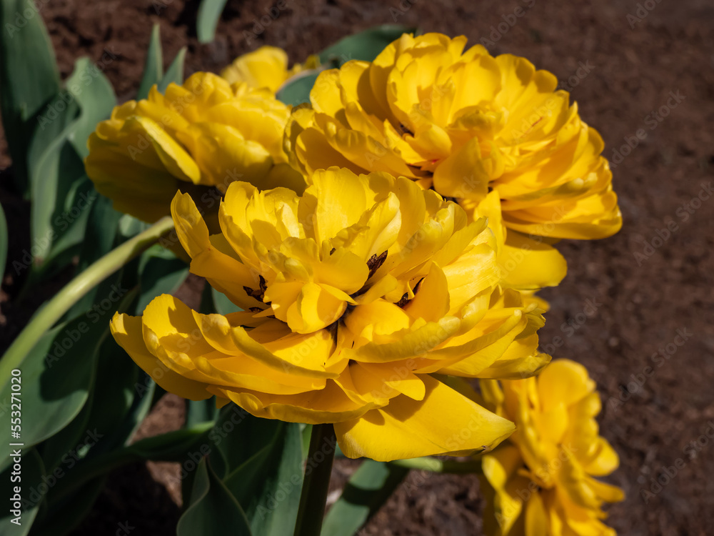Obraz premium Double Darwin tulip 'Yellow pomponette' blooming with fully double, huge pom-pom like, bright sunshine-yellow flower in garden