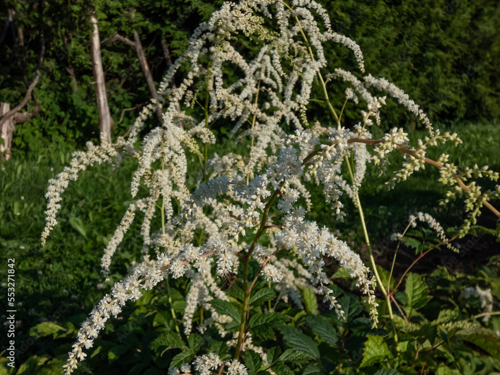 Astilbe thunbergii 'Professor van der Wielen' features a foliage mound of dark green leaves and large, loose, weeping panicles of white flowers on arching stems in summer Astilbe thunbergii 'Professor van der Wielen' features a foliage mound of dark green leaves and large, loose, weeping panicles of white flowers on arching stems in summer