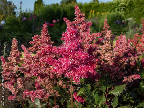Принти на полотні Mid season flowering variety of the Astilbe japonica x 'Vesuvius' with deeply-di