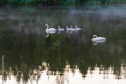 Swans on a lake on a summer night. Österbotten/Pohjanmaa, Finland. 
