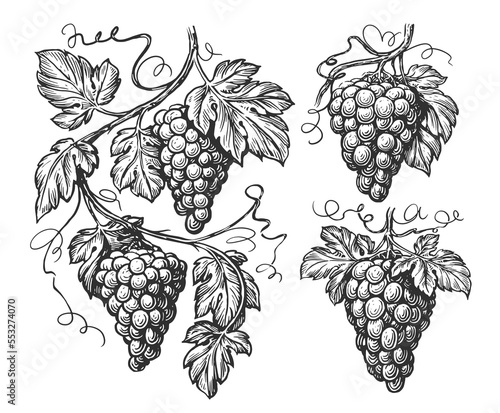 Hand drawn vine, grape bunches and leaves. Grapevine pattern set sketch. Vineyard illustration vintage engraving
