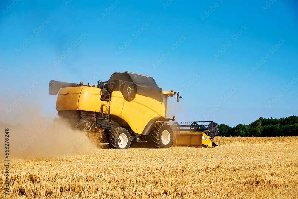 Obraz premium Combine harvester harvesting golden wheat field, harvester working in an agricultural field, harvest season