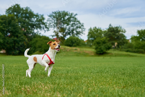 Dog walking outdoors at summer day. Cute active dog running on green grass. Pet playing on lawn