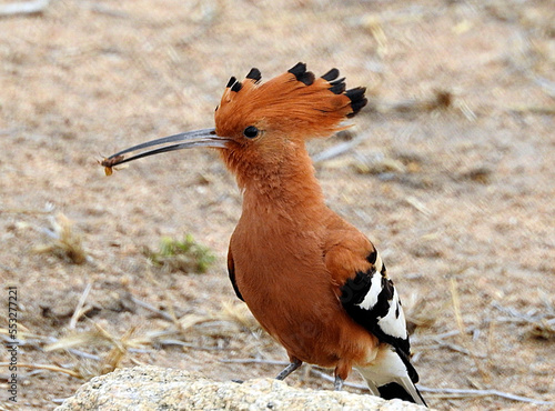 Abubilla, Parque Nac. Kruger, Sudafrica photo