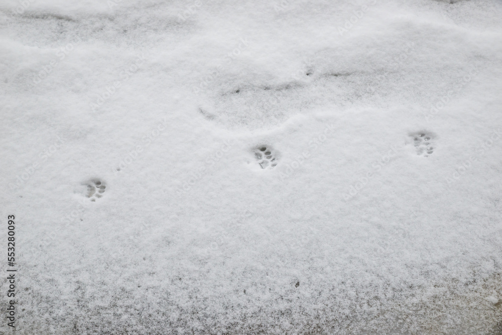 Beautiful ginger cat walking down the snowy street in winter Beautiful ginger cat walking down the snowy street in winter