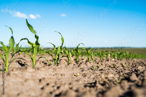 Young green crops of corn on agricultural field. Maize plants growing in rows. Agriculture.