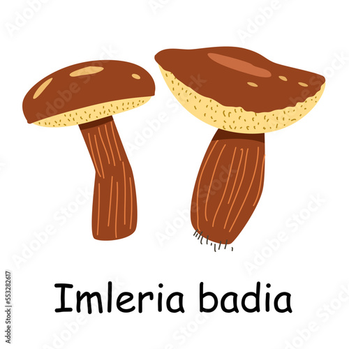 A flat vector of an edible mushroom isolated on a white background. Flat illustration graphic icon