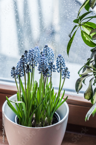 White pot with muscari flowers on the windowsill.