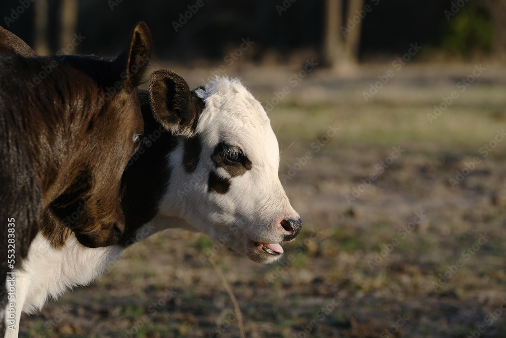 Funny calves in Texas farm field being playful outdoors. Funny calves in Texas farm field being playful outdoors.